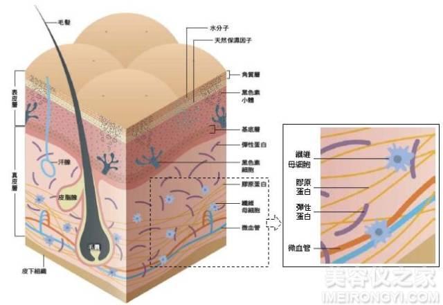 鍏充簬灏勯缇庡浠綘涓嶇煡閬撶殑閭ｄ簺浜嬪効