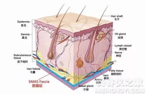 射频美容仪会溶脂吗实验分析-美容仪器网